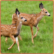 Mudumalai Wildlife Sanctuary